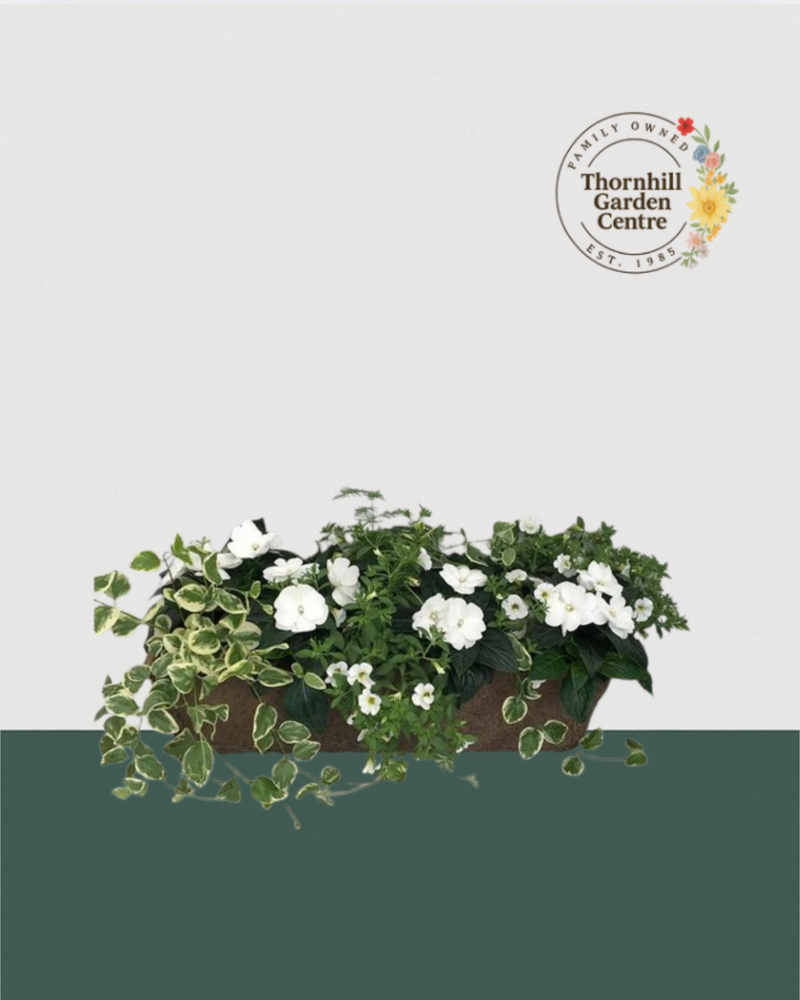 24" Fibre Premium Mixed Sun Window Box - White Whisper Mix