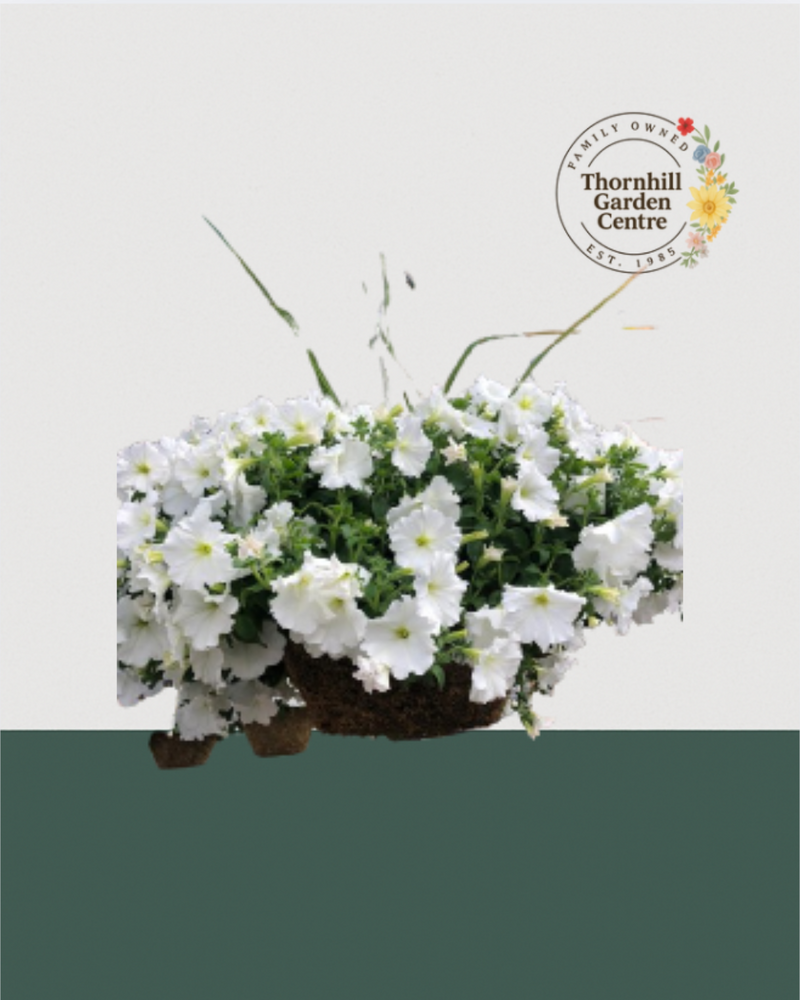 16" Moss Premium Mixed Shade Hanging Basket - Snowfall Elegance Mix