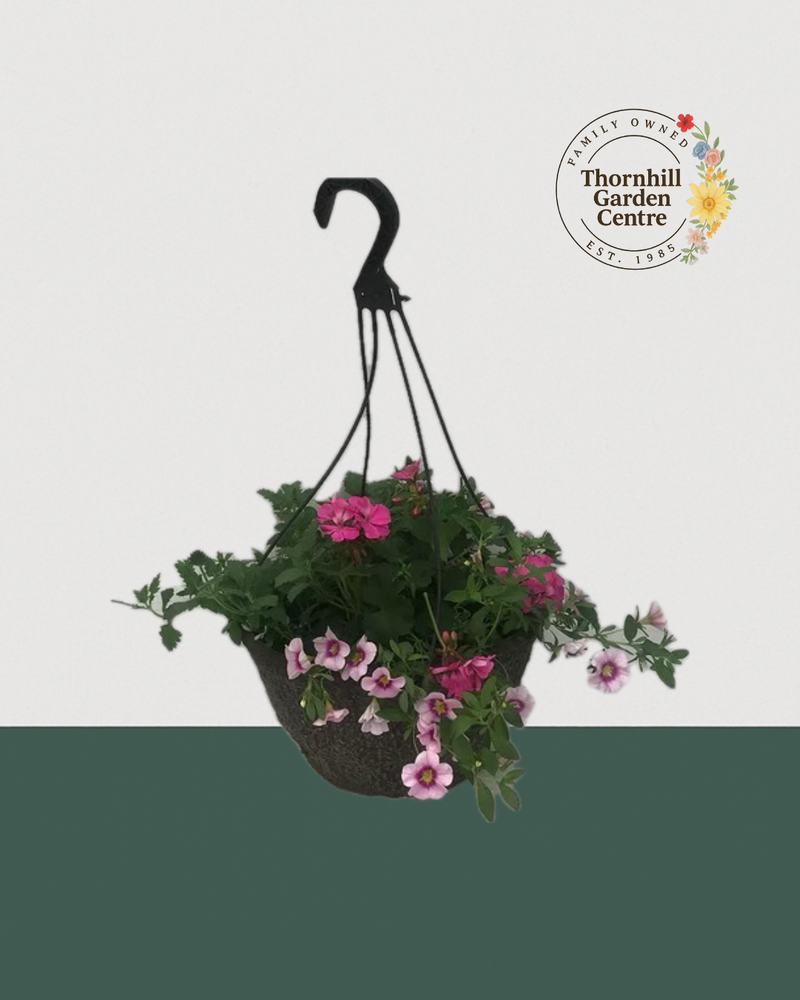 12" Fibre Premium Mixed Sun Hanging Basket - Blush Harmony