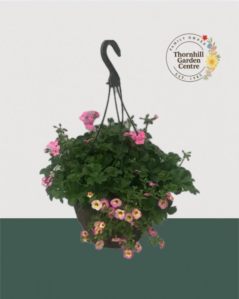12" Fibre Premium Mixed Sun Hanging Basket - Strawberry Lemonade