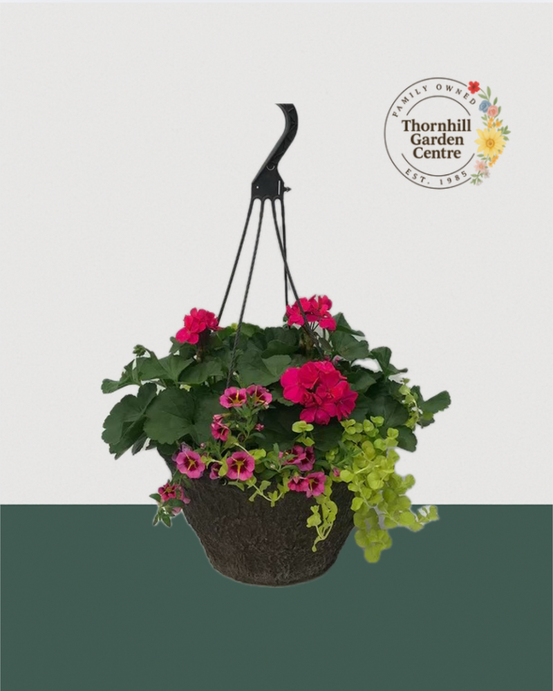 12" Fibre Premium Mixed Sun Hanging Basket - Raspberry Lime Splash