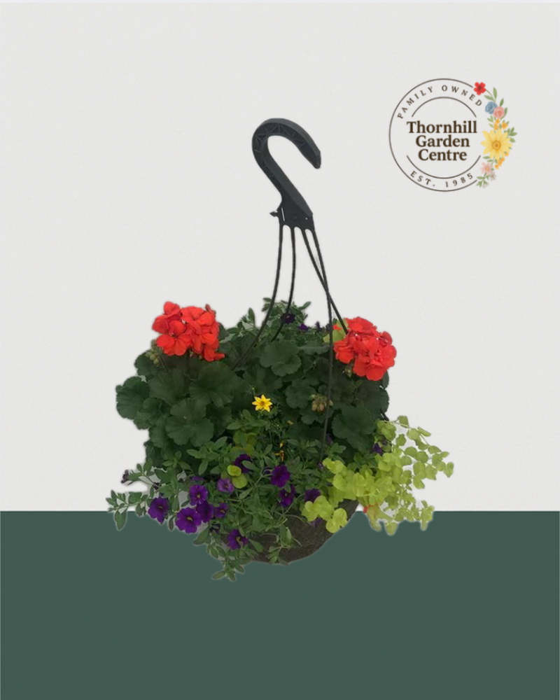 12" Fibre Premium Mixed Sun Hanging Basket - Sunset Spice