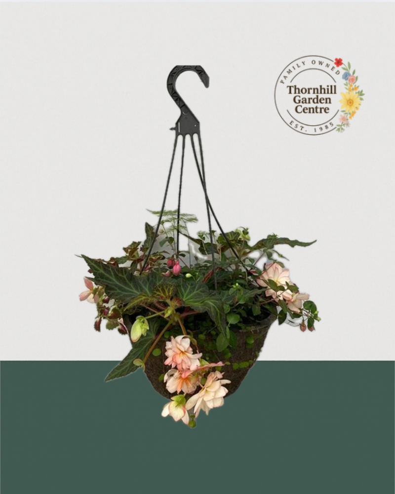 12" Fibre Premium Mixed Sun Hanging Basket - Blush Flow