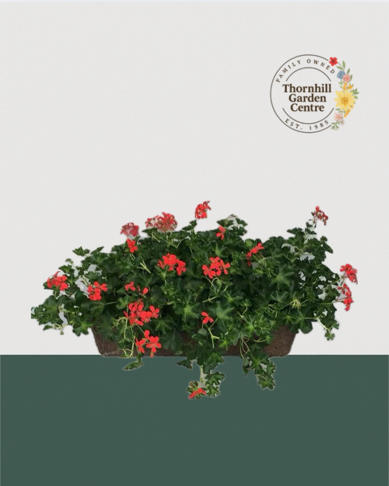 24" Premium Fibre Sun Window Box – Trailing Red Ivy Geraniums