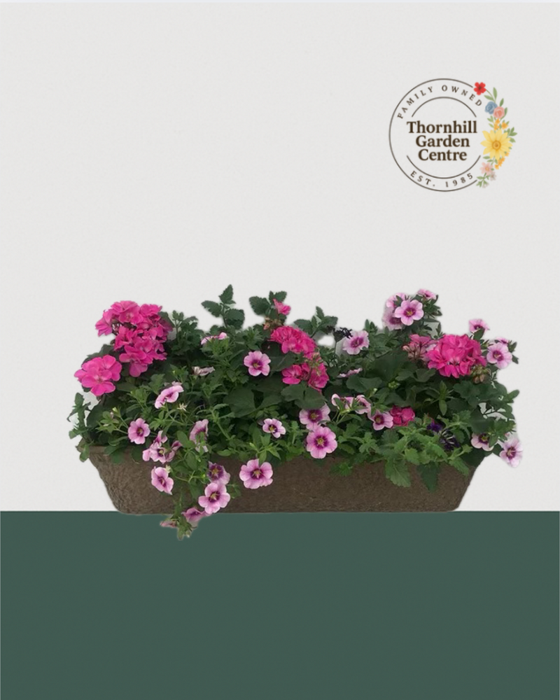 24" Premium Fibre Sun Mixed Window Box – Pink Wave