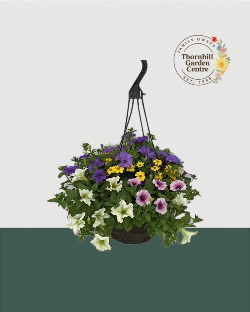 12" Fibre Premium Mixed Sun Hanging Basket - Morning Meadow