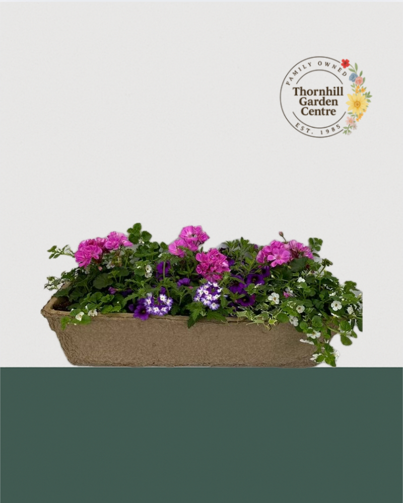 24" Premium Fibre Sun Mixed Window Box – Purple Breeze