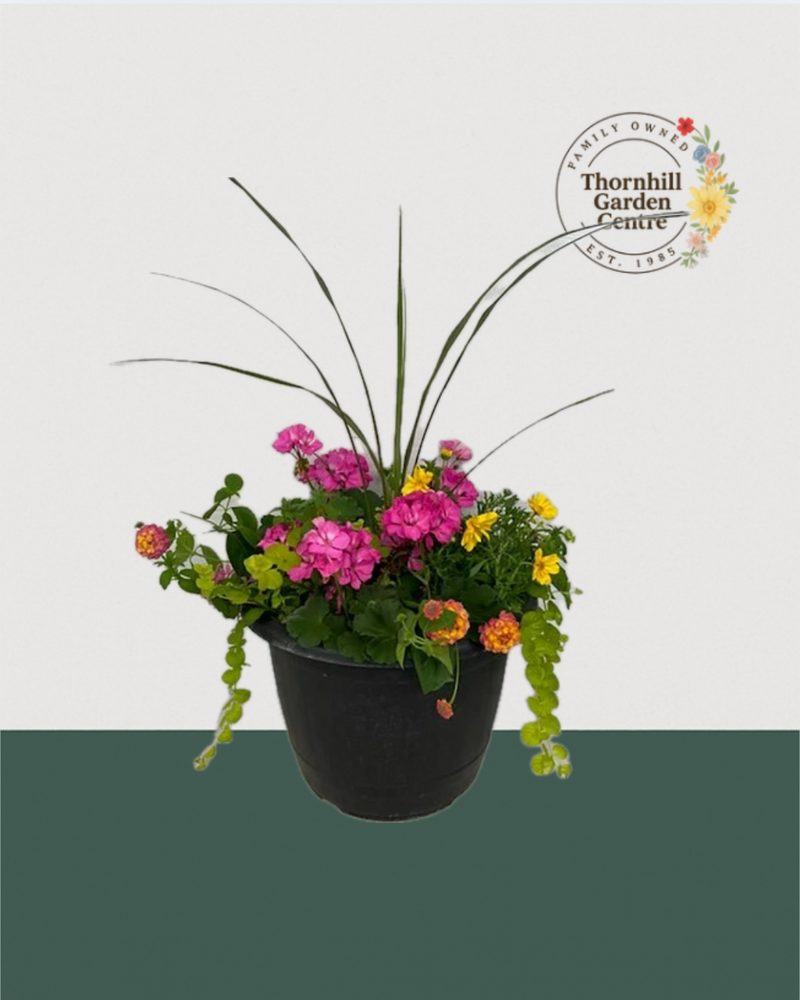 13" Round Premium Sun Mixed Planter – Pink Lemonade