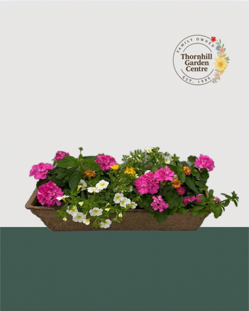 24" Premium Fiber Mixed Sun Window Box – Pink Citrus Blend
