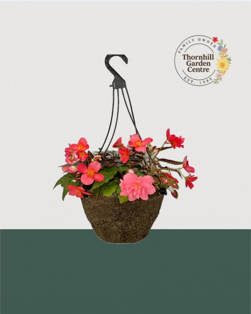 12" Fibre Premium Mixed Sun Hanging Basket - Pink Sorbet