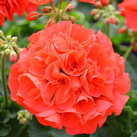 4 Inch Geranium Flats