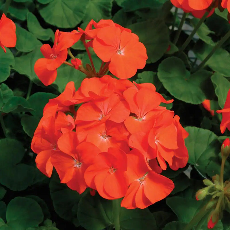 4 Inch Geranium Flats