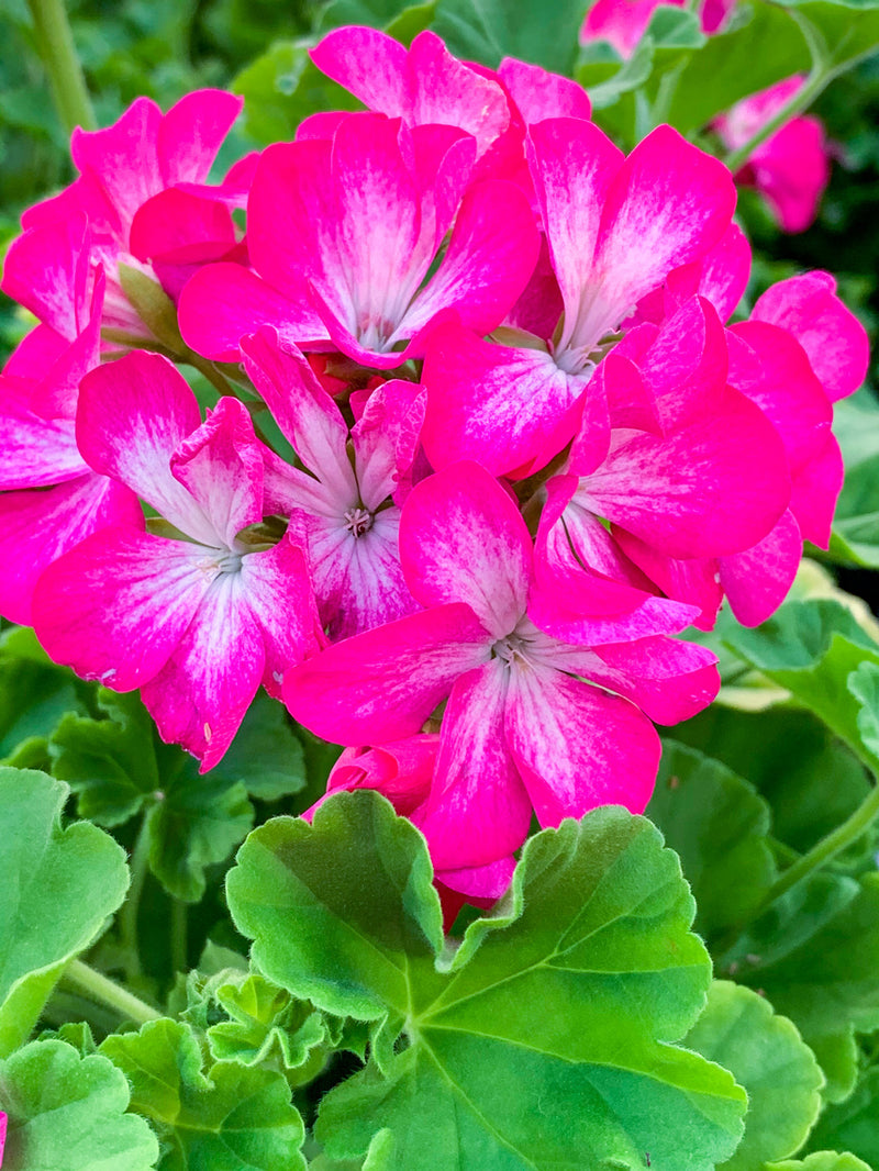 4 Inch Geranium Flats