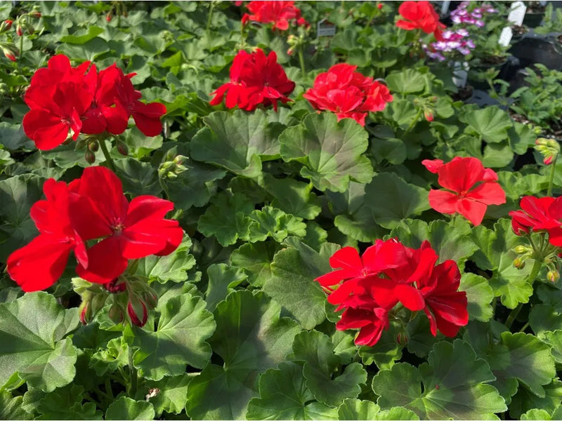 4 Inch Geranium Flats