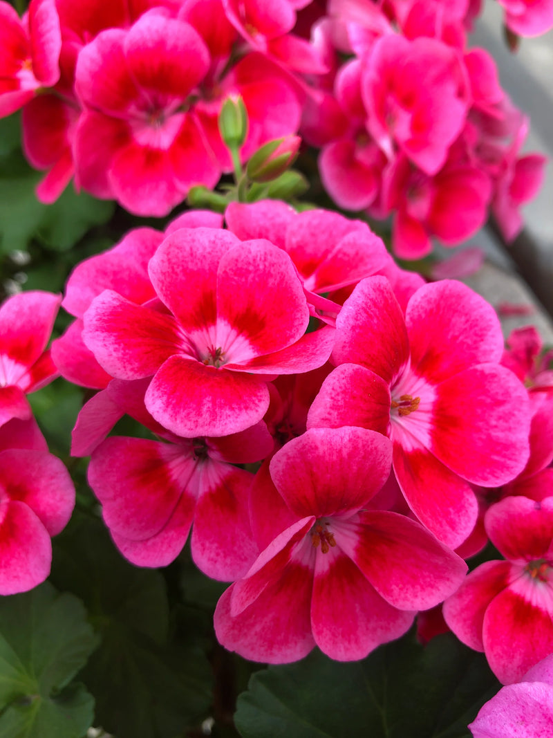 4 Inch Geranium Flats