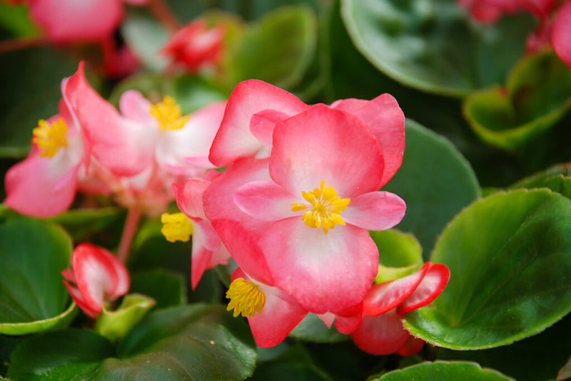 4 Inch Rieger Begonia Flats