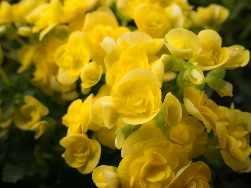 4 Inch Rieger Begonia Flats