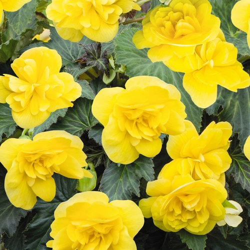 4 Inch Tuberius Begonia Flats