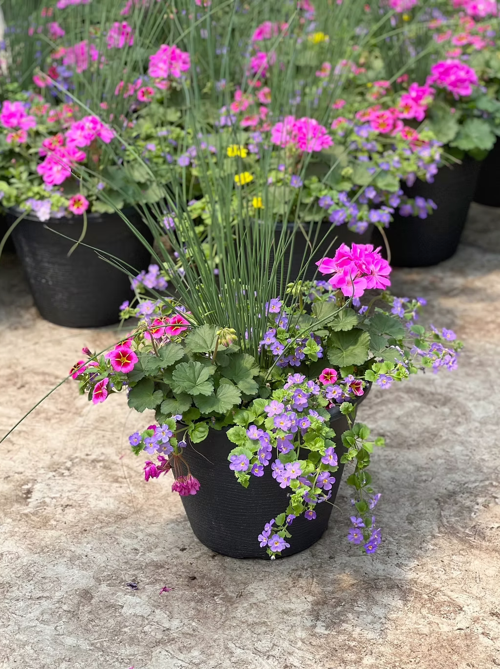 Planters