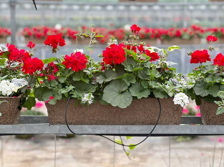 Window Boxes