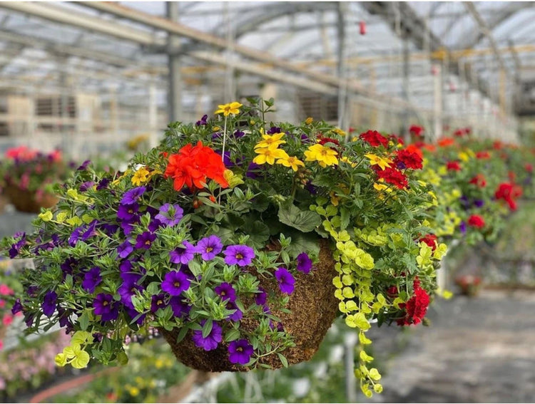 Hanging Baskets