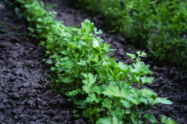 Vegetables & Herbs