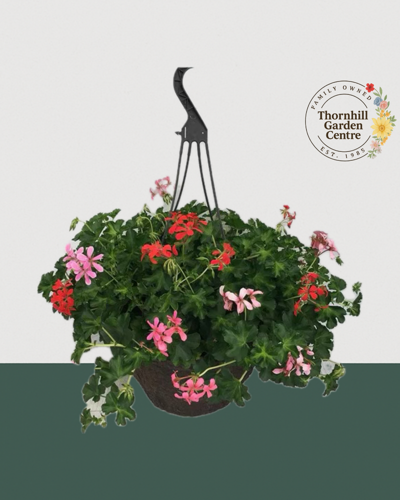 12" Fiber Premium Mixed Sun Hanging Basket - Summer Carnival
