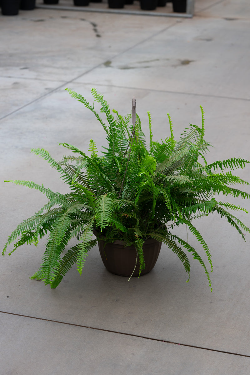 12" Premium Boston Fern Hanging Basket – Lush Green Glory