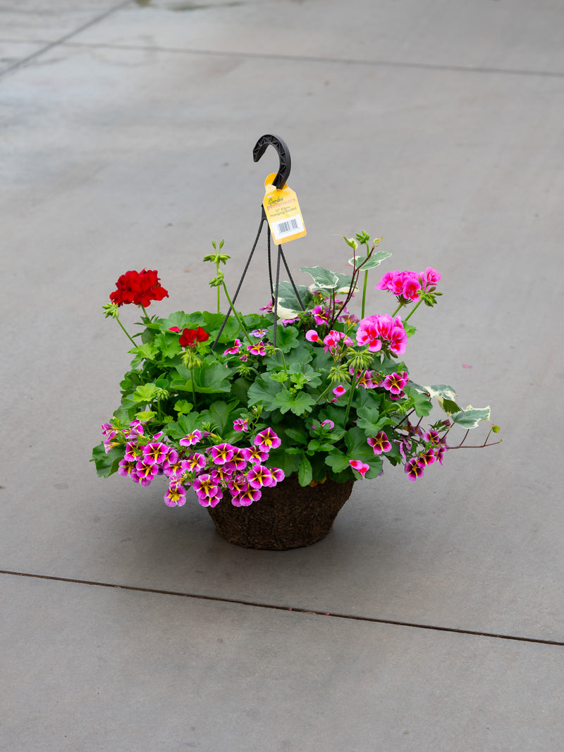 12" Premium Fibre Mixed Sun Hanging Basket – Blushing Radiance Mix
