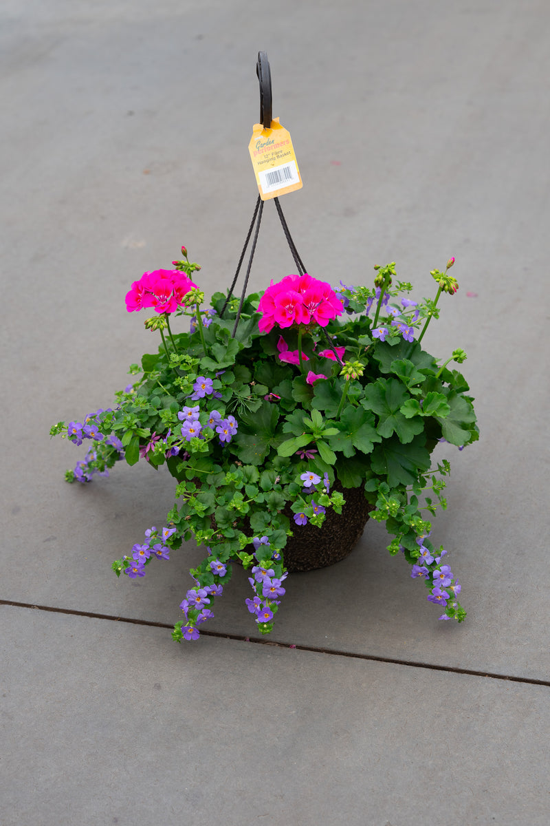 12" Premium Fibre Mixed Sun Hanging Basket – Pink Cascade Mix