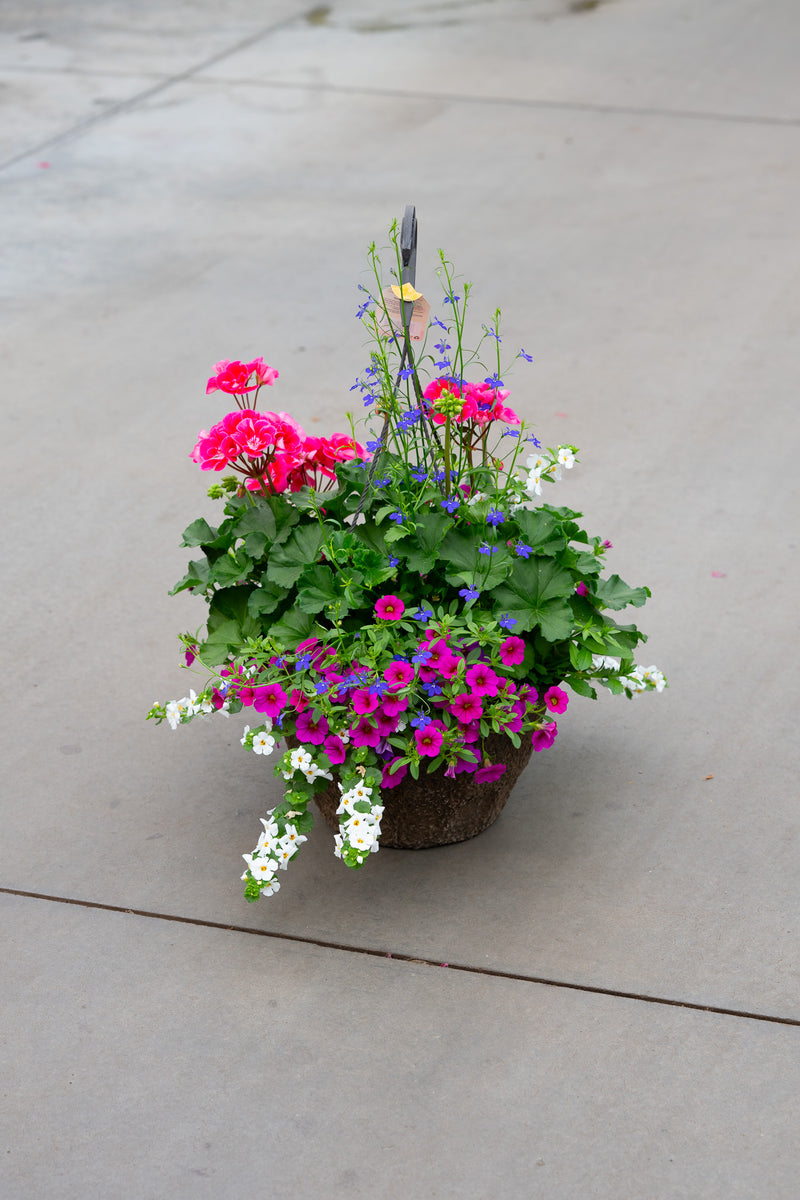 12" Premium Fibre Mixed Sun Hanging Basket – Sunrise Splash Mix
