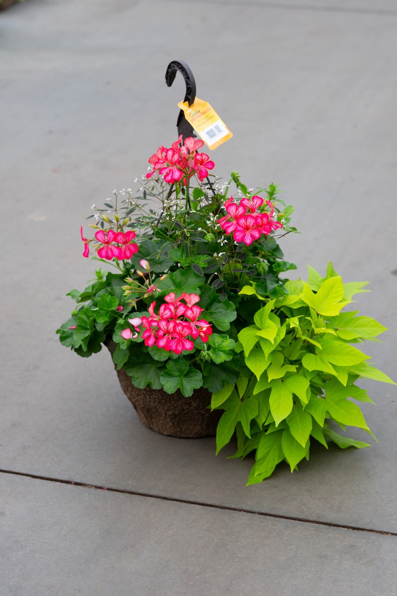 12" Premium Fibre Mixed Sun Hanging Basket – Coral Burst Mix