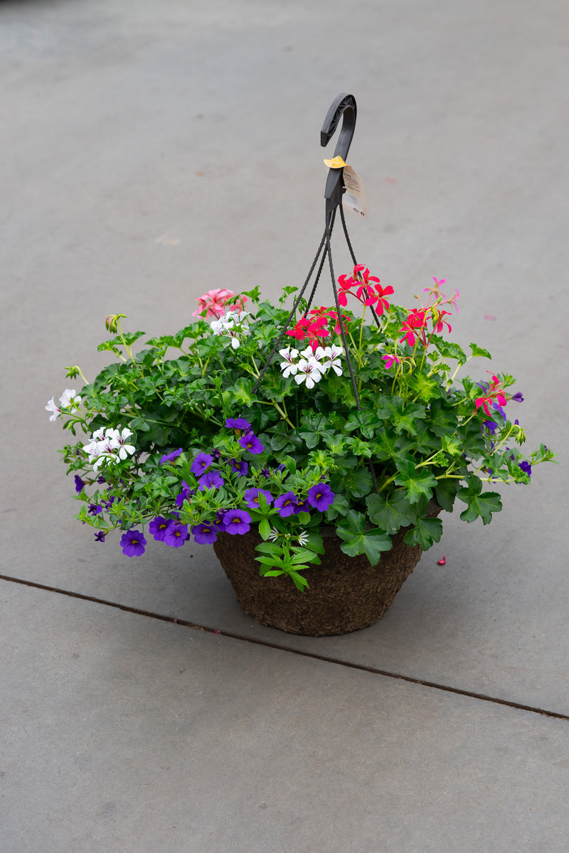 12" Premium Fibre Mixed Sun Hanging Basket – Royal Cascade Mix