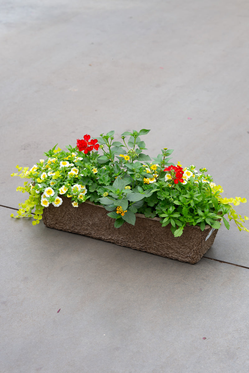 24" Premium Fibre Sun Window Box – Summer Citrus Mix
