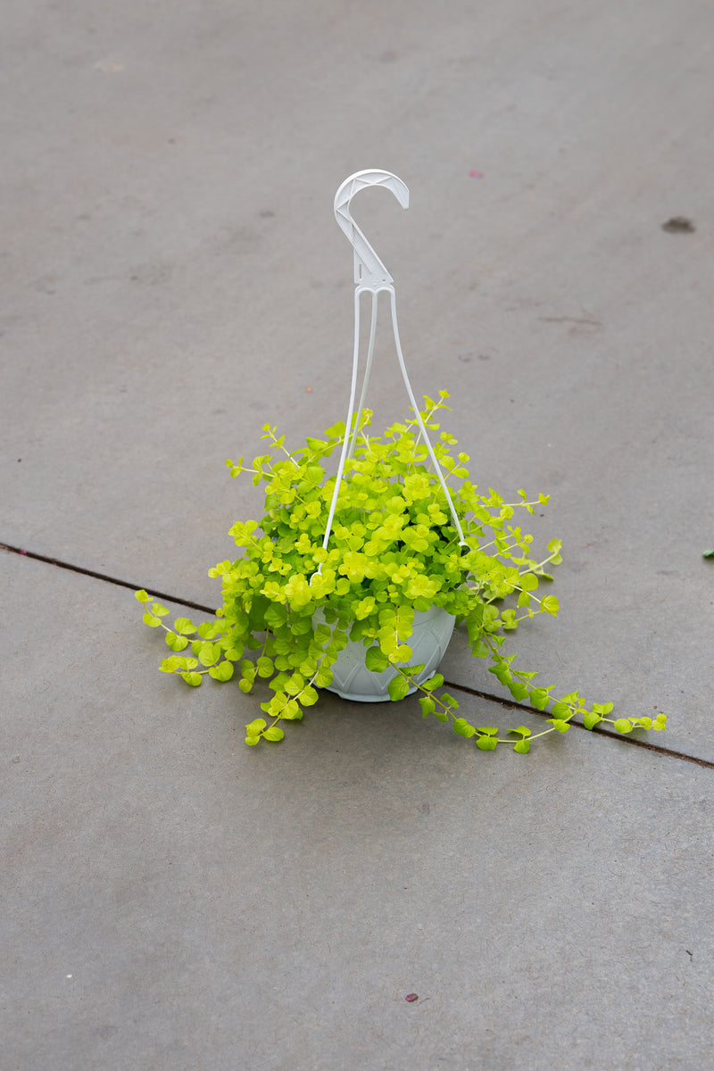 7" Premium Hanging Basket – Golden Creeping Jenny
