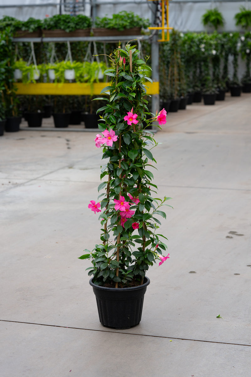 10" Premium Mandevilla Planter – Tropical Trellis Pink