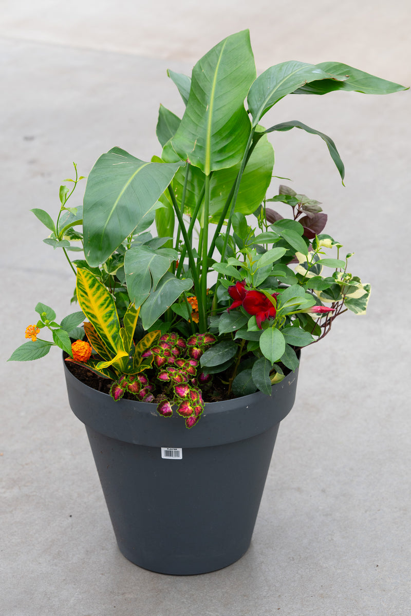 15" Round Premium Sun Mixed Planter – Jungle Jewel Mix