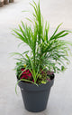 15" Round Premium Sun Mixed Planter – Palm Paradise Mix