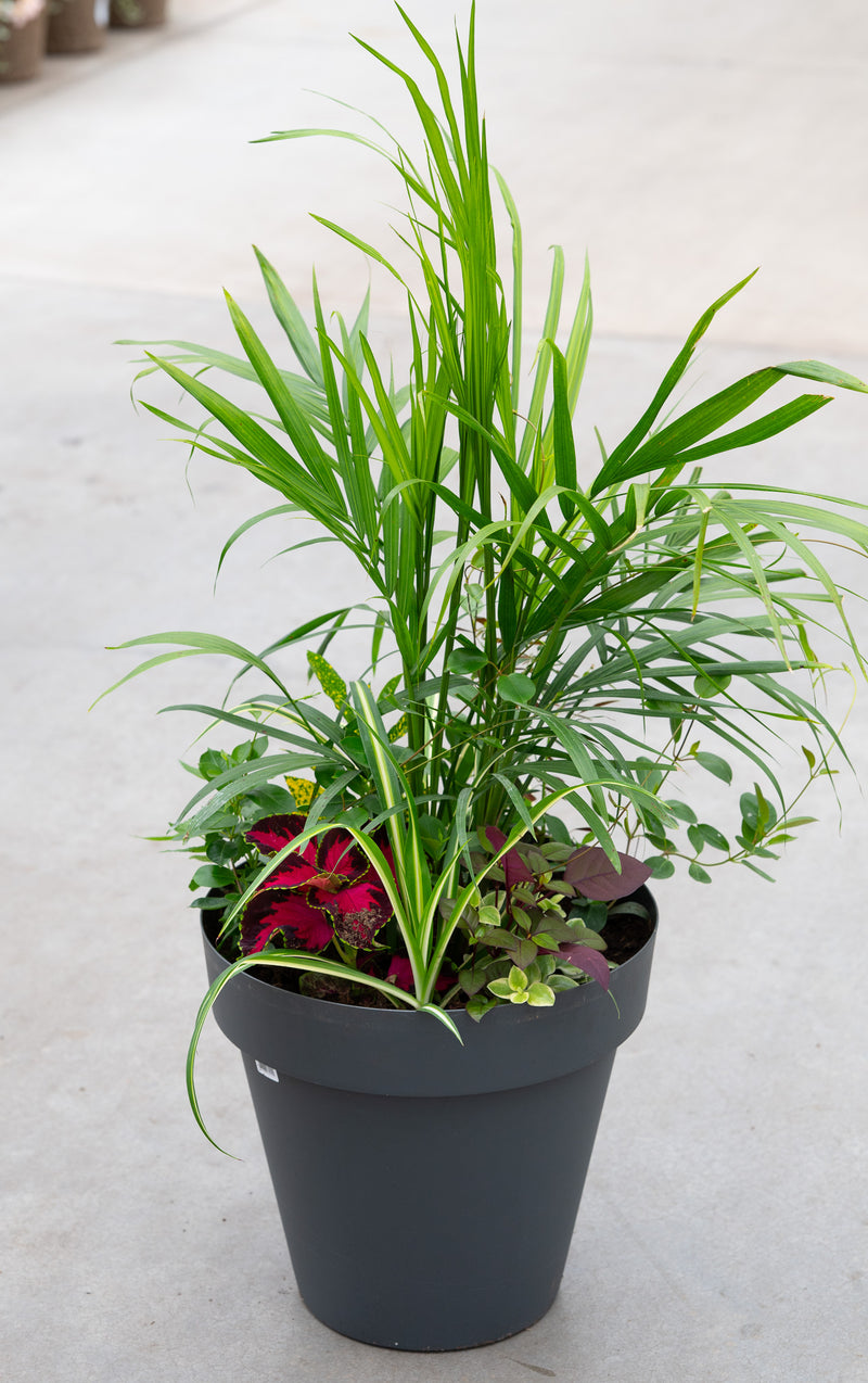 15" Round Premium Sun Mixed Planter – Palm Paradise Mix