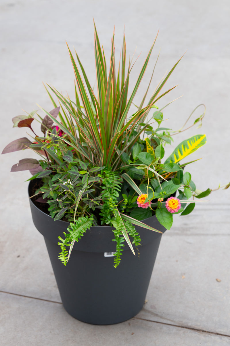 15" Round Premium Sun Mixed Planter – Sunset Spike Mix