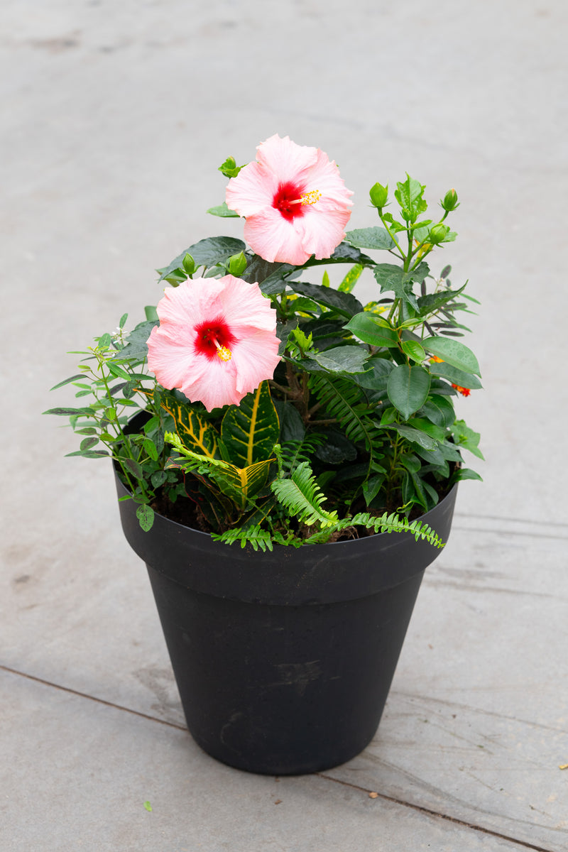 15" Round Premium Sun Mixed Planter– Island Bloom Mix