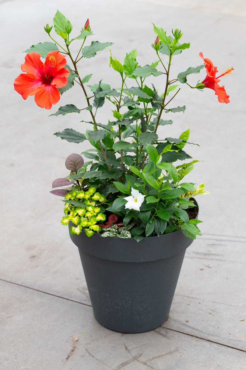 15" Round Premium Sun Mixed Planter – Flamingo Glow Mix