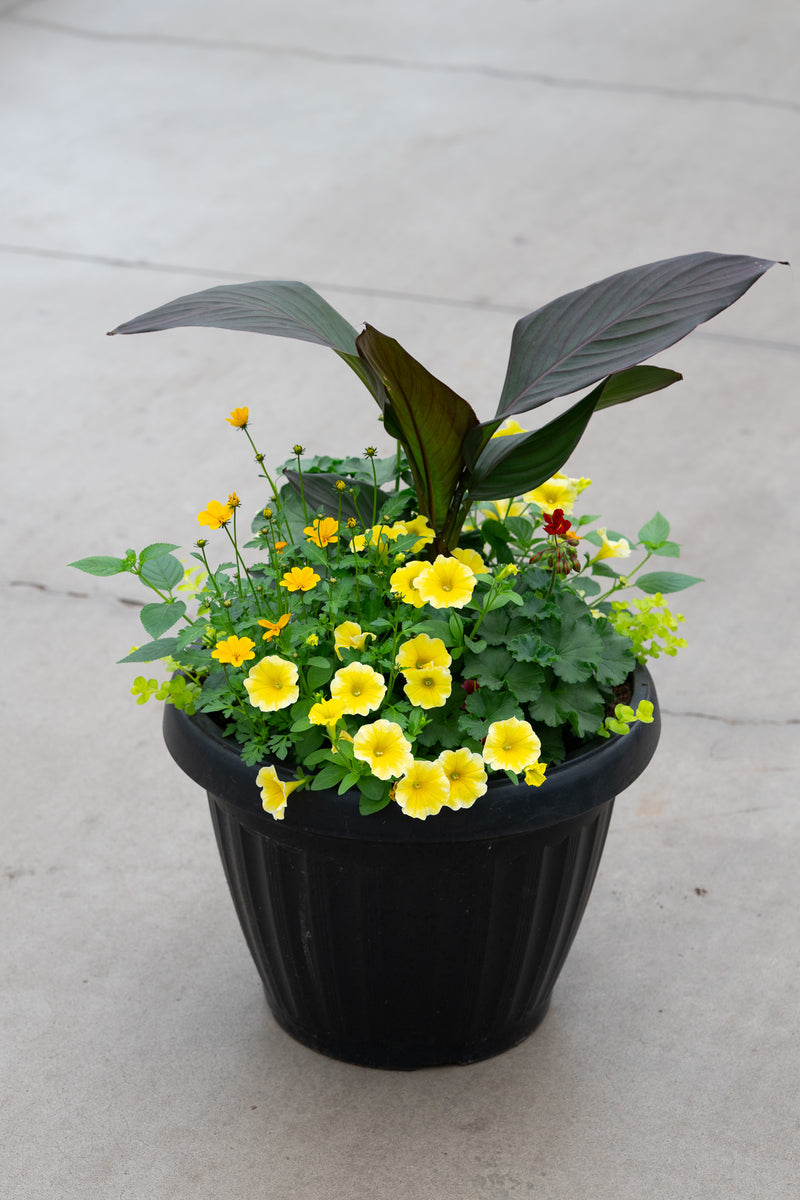 18" Round Premium Mixed Sun Planter – Lemon Burst Mix