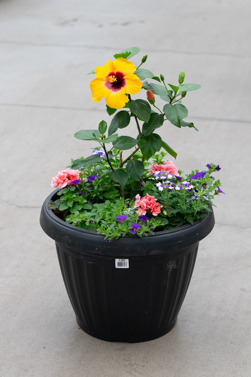 18" Round Premium Mixed Sun Planter – Tropical Sunrise Mix