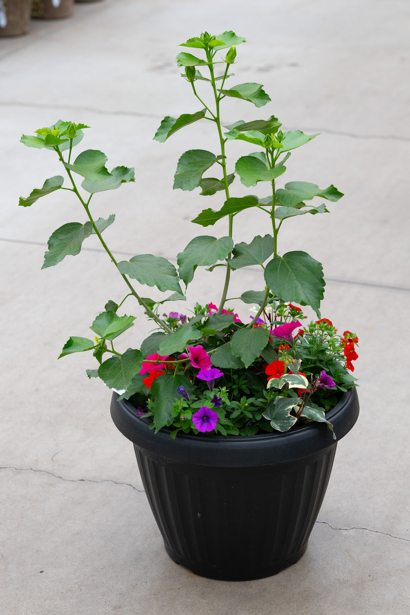 18" Round Premium Mixed Sun Planter – Summer Fireworks Mix