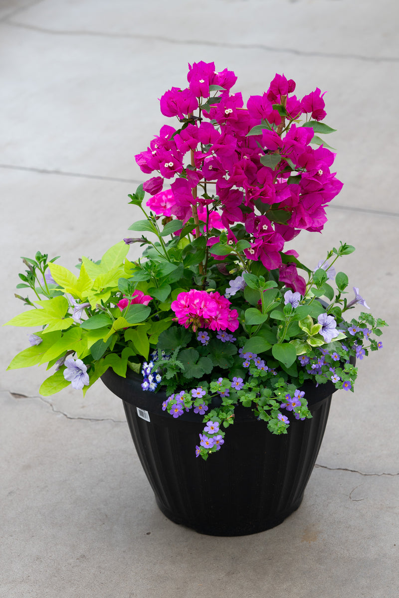 18" Round Premium Mixed Sun Planter – Bougainvillea Breeze Mix