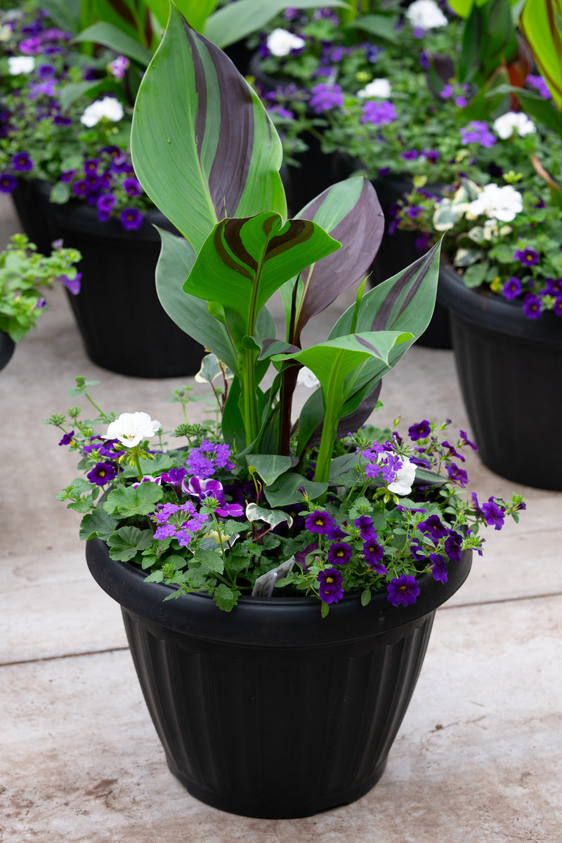 18" Round Premium Mixed Sun Planter – Midnight Tropic Mix