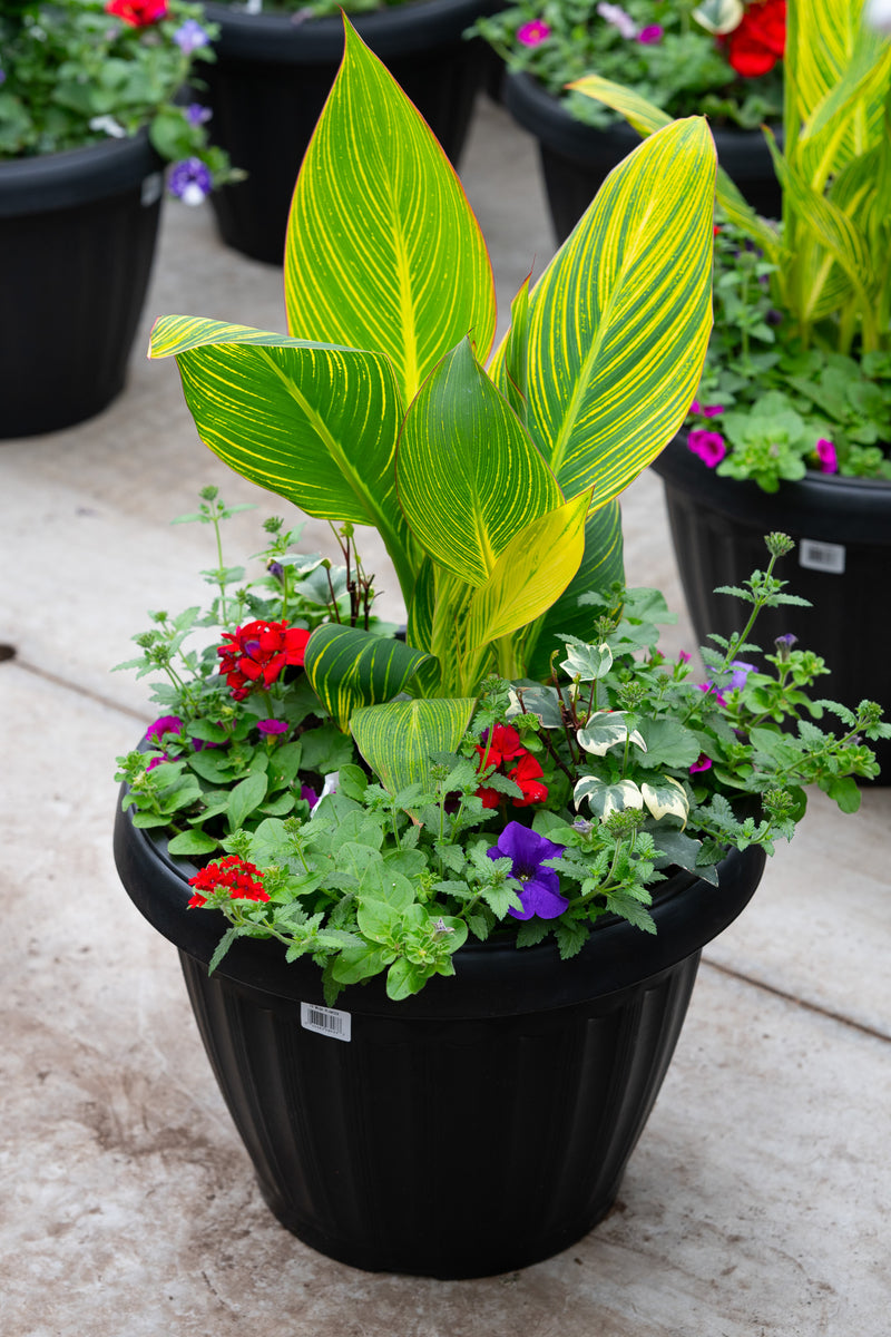 18" Round Premium Mixed Sun Planter – Tropic Gold Mix