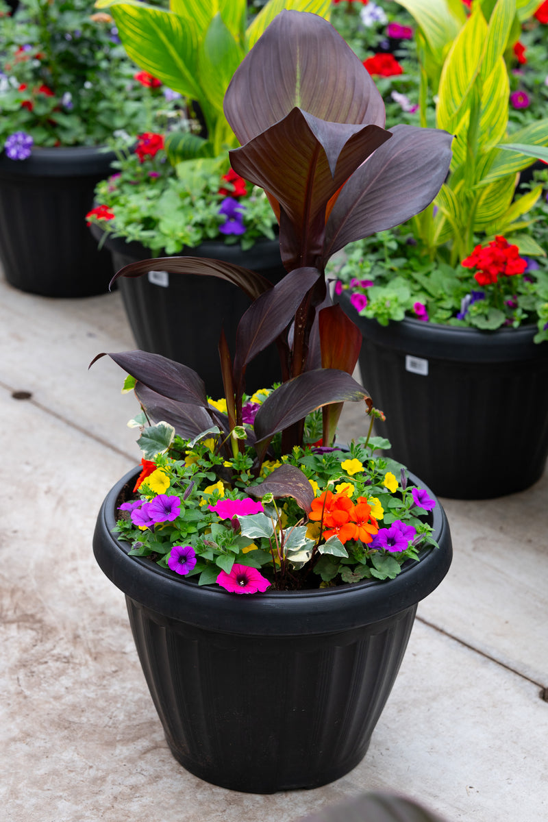 18" Round Premium Mixed Sun Planter – Sunset Carnival Mix