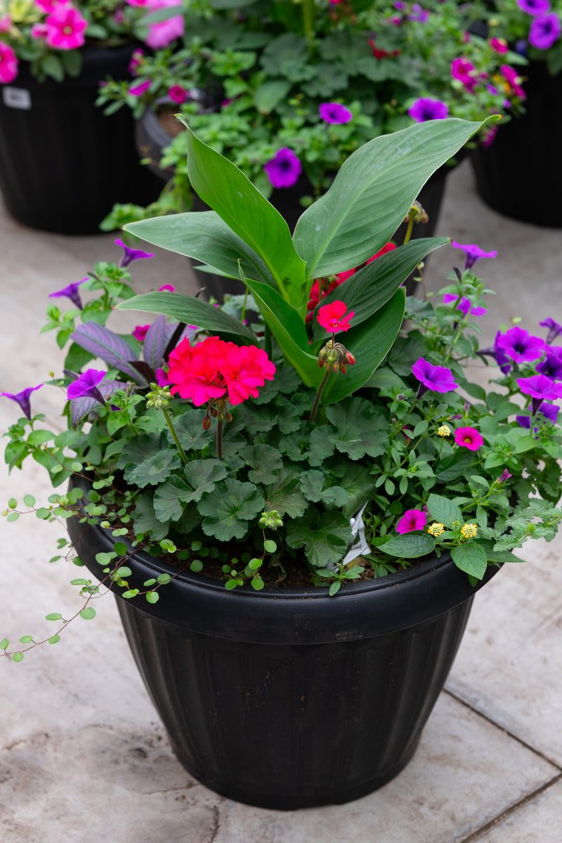 18" Round Premium Mixed Sun Planter – Tropical Punch Mix